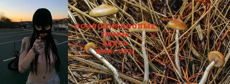 Псилоцибиновые грибы Psilocybine cubensis  Новосиль 